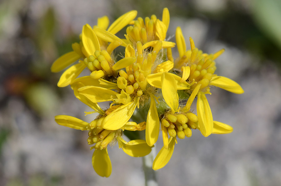 Jacobaea carniolica (= Senecio incanus subsp. carniolicus) /Senecione de